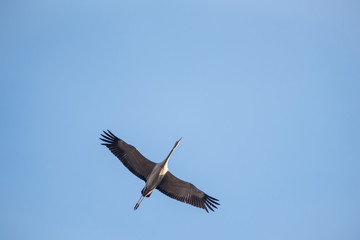 fliegender Kranich im blauen Himmel