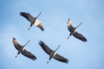 vier Kraniche fliegend im Himmel