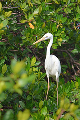 Fototapeta premium White Heron at the mangrove forest. Animals in the wild