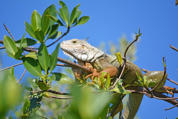 Adult Iguana male warming in the sun in the dense mangrove forest