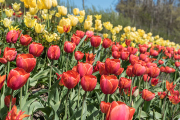 Obraz premium Feld mit roten und gelben Tulpen