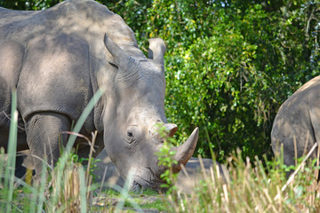 Rhinoceros in the wild nature