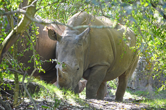 Rhinoceros in the wild nature