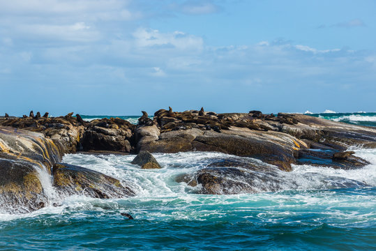 Cape Fur Seals (Arctocephalus pusillus) at Duiker Island, South Africa