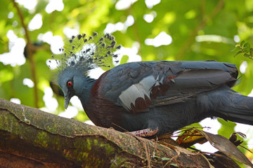 Victoria crowned pigeon ( Goura victoria) bird breeding in nest on the tree
