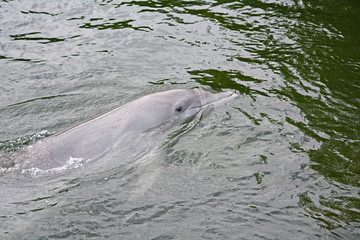 Dolphin at the water