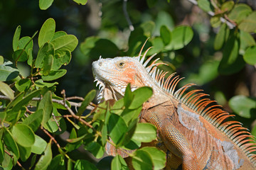 Naklejka premium Adult Iguana male warming in the sun in the dense mangrove forest