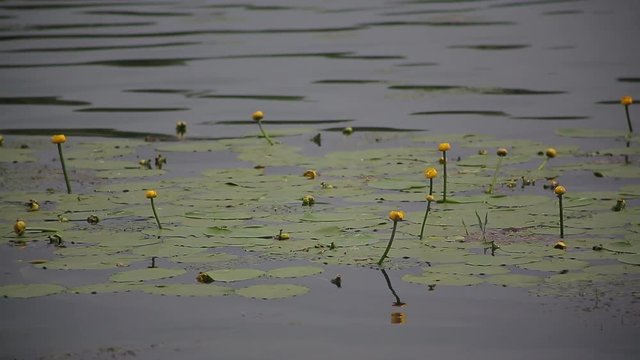 Water lily with green leaves on the lake