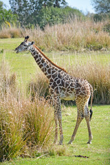 Big giraffe in the wild