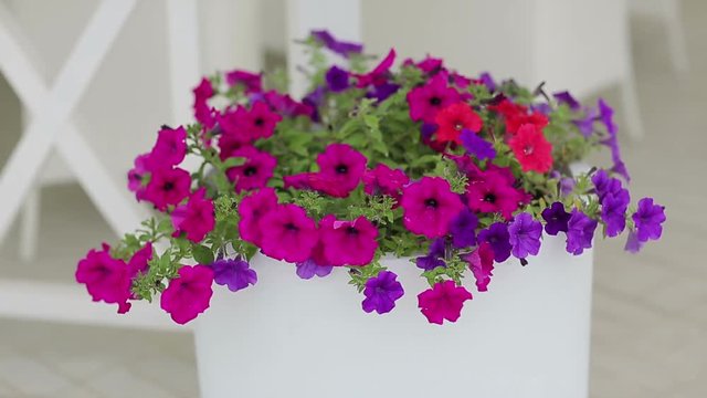 Violets in a pot. Colorful decorative flowers in white pot on the street. Decorated with flowers outdoor cafe. The scenery and landscaping with flowers. 