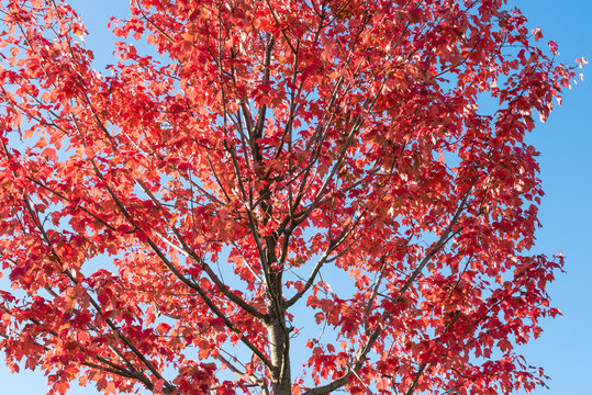 blauer Himmel vol roter Bl&auml;tter am Baum