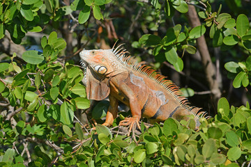 Adult Iguana male warming in the sun in the dense mangrove forest