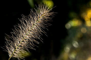 Obraz premium Gras Samen im morgendlichen Gegenlicht
