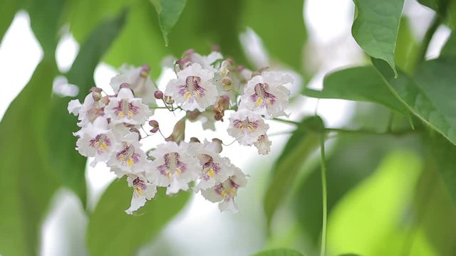 Blooming apple tree branch with lens flare. Beautiful spring nature scene with flowering apple tree in sunny day. Shallow dof. 1920x1080. Close-up.