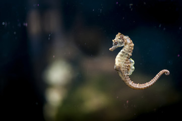 Hippocampe