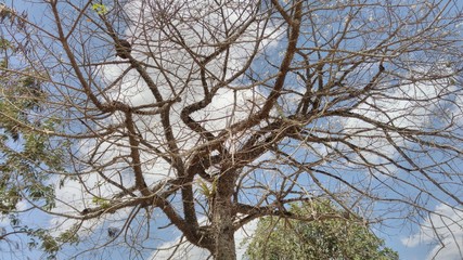 Nature. Brasil, Alagoas