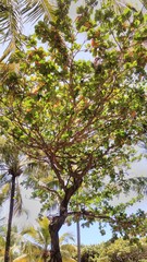 Nature. Brasil, Alagoas