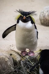 Foto op Plexiglas Northern rockhopper penguin (Eudyptes moseleyi) © Noradoa