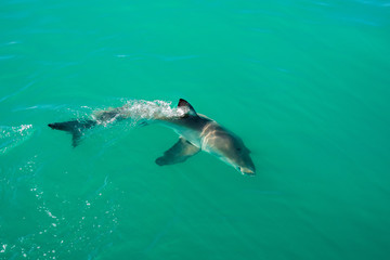 Great white shark (Carcharodon carcharias), Gansbaai, South Africa