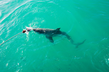 Fototapeta premium Żarłacz biały (Carcharodon carcharias), Gansbaai, RPA