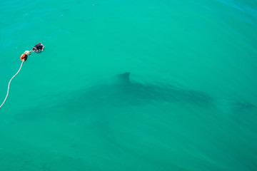 Great white shark (Carcharodon carcharias), Gansbaai, South Africa
