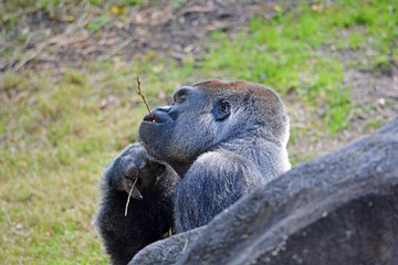 Big gorilla at the rainforest