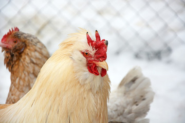 Chickens at winter season