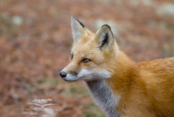 Naklejka na ściany i meble Red fox (Vulpes vulpes) in autumn in Algonquin Park, Canada