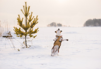 Dog playing at winter beach covered with snow at overcast day