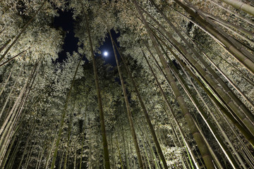 Forest of tall bamboo at night with moonlight peering through a hole in the canopy