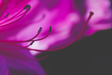 purple Bauhinia flower on blur background, soft focus macro shot