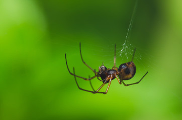 spider on web
