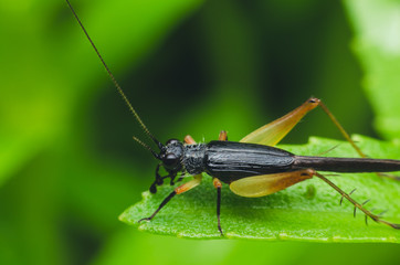 very small cricket on green herb leaf.