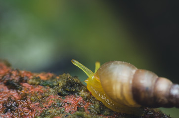 small snail perched on dirty rock