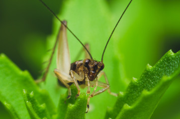 very small cricket on green herb leaf.