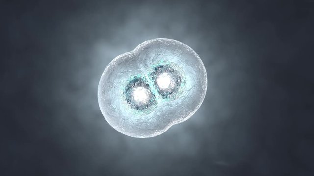 3D rendered Animation of the Mitosis and replication of a generic biological Cell.
