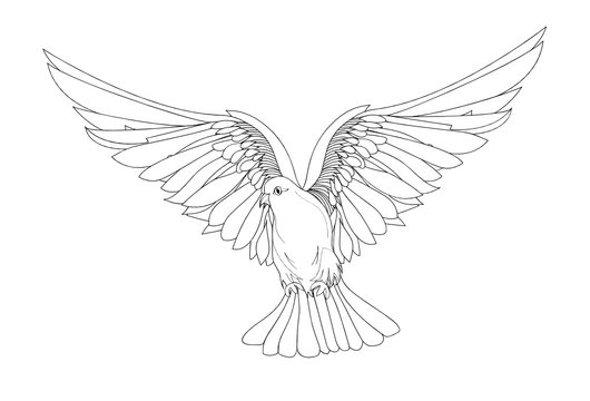 Dove in free flight. Isolated vector on white background.