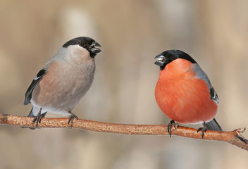two birds bullfinches male and female sitting on the branch opposite each other