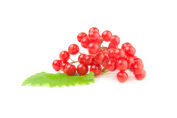 Red guelder rose berries over a white background