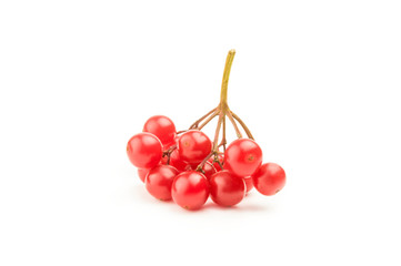 Viburnum berries isolated on a white background cutout