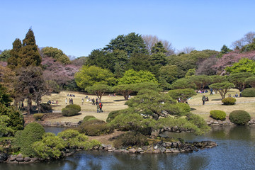 Fototapeta na wymiar Spring in Tokyo