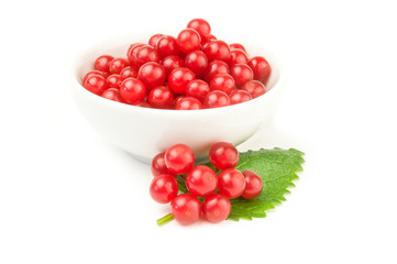 Viburnum opulus isolated on a white background cutout