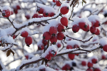 Dogrose berries under the snow