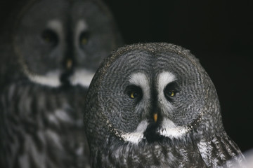 Bartkauz (Strix nebulosa)