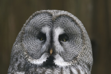 Bartkauz (Strix nebulosa)