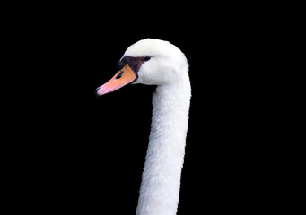 Swan on the black background.