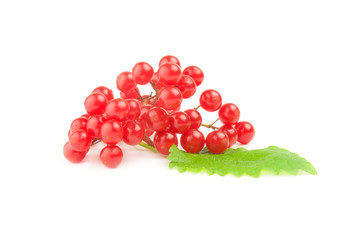 Red guelder rose berries isolated on a white background with clipping path