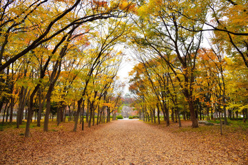 Osaka Park, around Osaka castle at autumn, Japan
