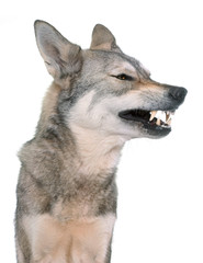 Naklejka na ściany i meble aggressive Saarloos wolfdog in studio