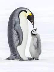 Outdoor-Kissen Emperor Penguins on the frozen Weddell Sea in Antarctica © Roger